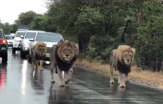 Nacionalni park "Kruger" u Južnoj Africi - Avaz