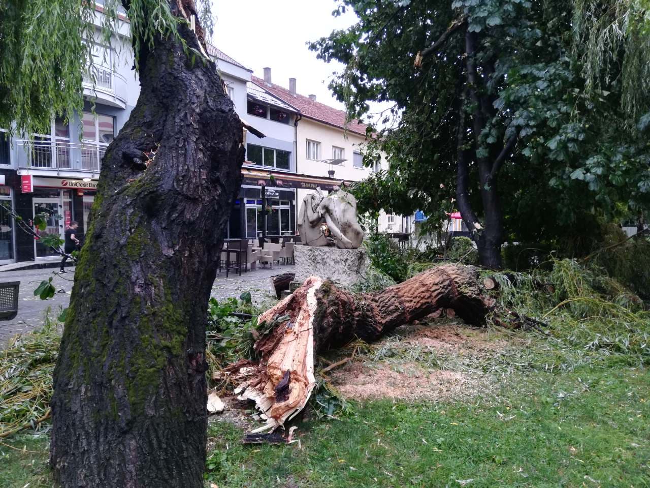 Ostaci stare vrbe kod Gimnazije Bugojno - Avaz